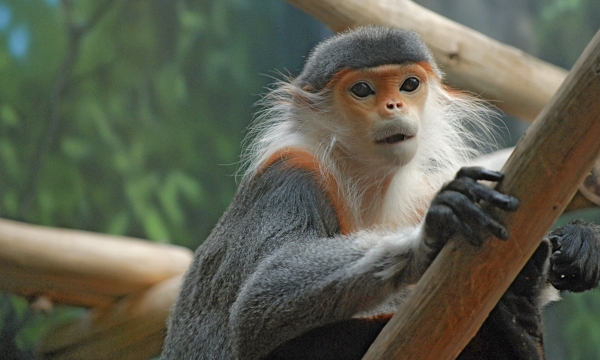 A precious langur that only appears in Vietnam
