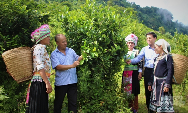 Integrated pest management in Tuyen Quang province enters new phase