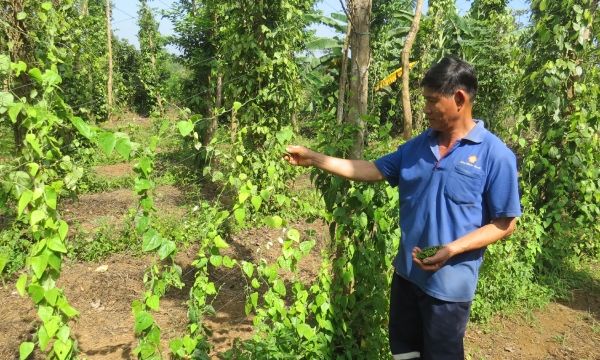 Intercropping ginseng with pepper brings high income