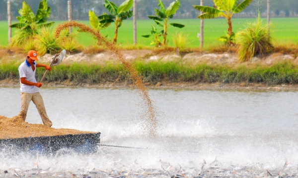 Mekong Delta provinces develop zones specialising in tra fish for exports