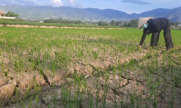 Salinity and drought are invading, rice fields wilthering waiting for 'rescue'