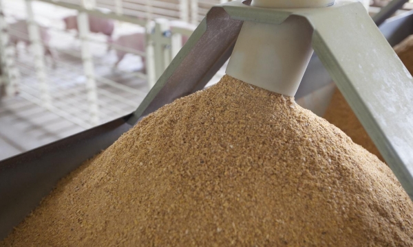 Soybean meal needs reduced import tax