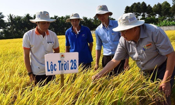 Lộc Trời xác nhận DNA cho gạo Việt Nam