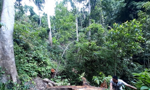 Kỉ luật Chủ tịch xã 'bớt xén' tiền bảo vệ rừng của người dân