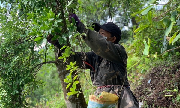 Người dân vùng cao Thạch An thu tiền tỷ từ cây hồi