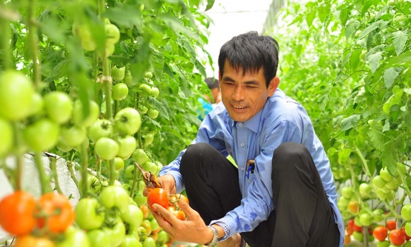 Vựa rau lớn nhất Lâm Đồng sẵn sàng tái sản xuất