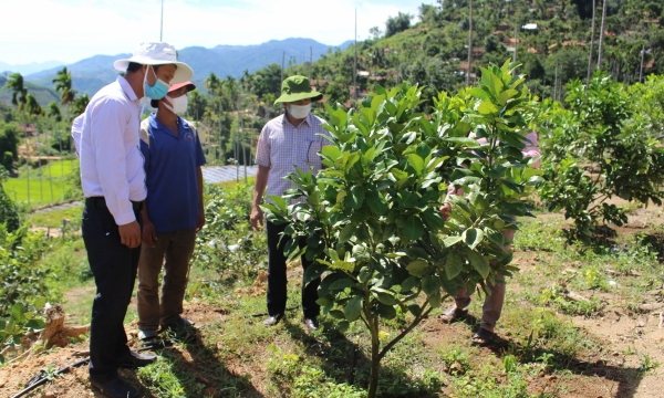 Người Ca Dong tiếp cận trồng cây ăn quả theo VietGAP