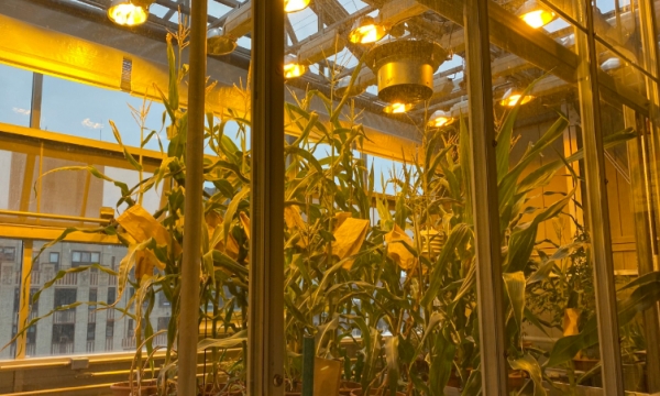 Máy học phát hiện 'gen quan trọng' giúp cây trồng cân đối phân bón