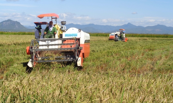 Khi nông dân hiểu được lợi ích của trồng lúa VietGAP