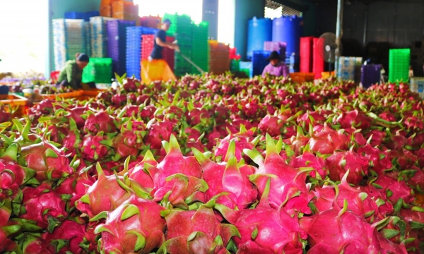 Consolidate control over the management of dragon fruit planting area and packaging facility codes