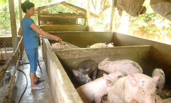 The central region's largest pig hub pushed into a precarious situation