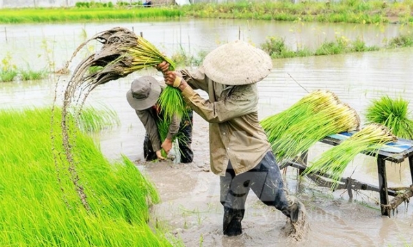 Rice farming without synthetic fertilizers, higher economic efficiency