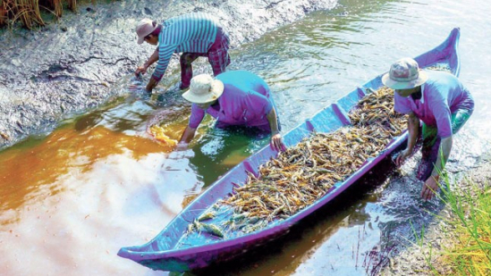 Proposal to build 6 sub-zones for fisheries development in the Mekong Delta