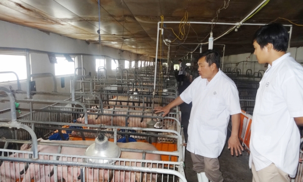 HCM City’s agriculture sector takes important solutions to restore, develop livestock activities