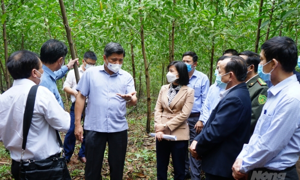 Supporting insurance purchase for FSC-certified plantation forest