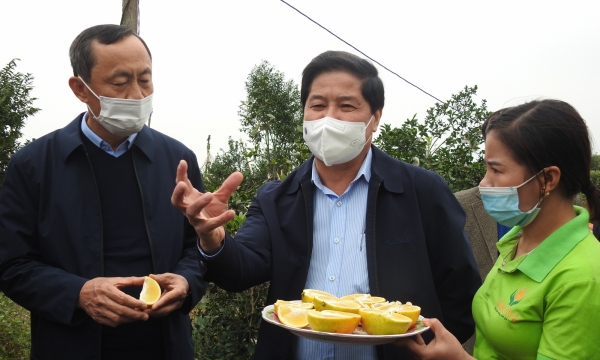Ha Tinh: More attention needed to develop citrus trees sustainably