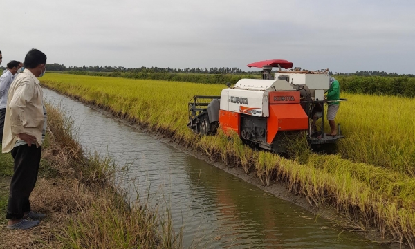 Effective organic rice-shrimp farming model