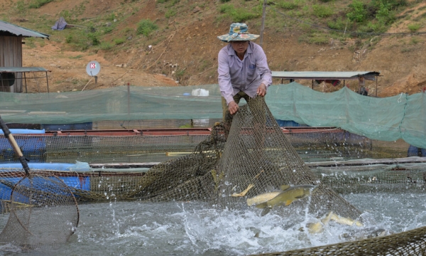 Cooperation on aquaculture in hydropower reservoir enriches local life
