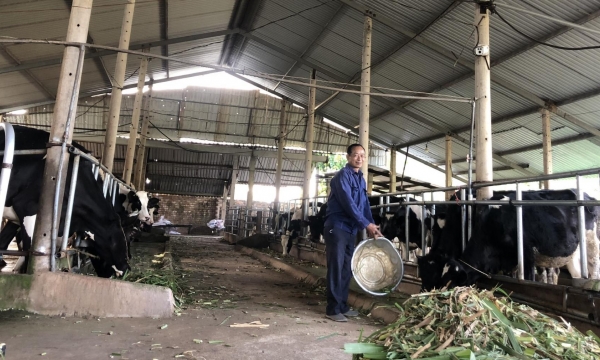 Thành công với bò sữa từ dự án khuyến nông