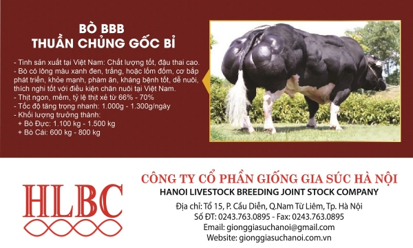 Chăn nuôi bò thịt BBB đã trở thành một nghề thu nhập cao