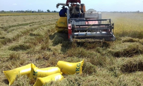Người trồng lúa có lãi tốt giữa bộn bề khó khăn