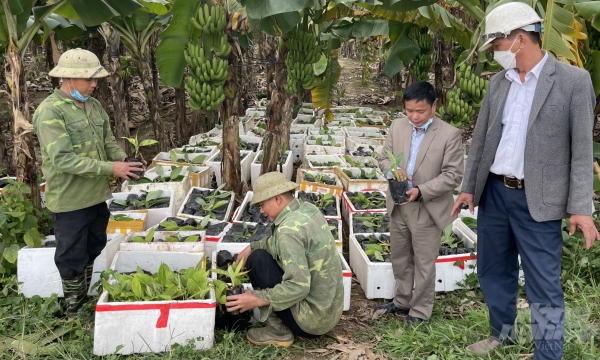Hà Nội lập mã số vùng trồng chuối, giảm phụ thuộc thị trường Trung Quốc