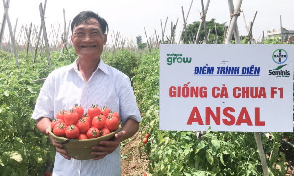 Giống cà chua Ansal, sự lựa chọn cho sản xuất hàng hóa
