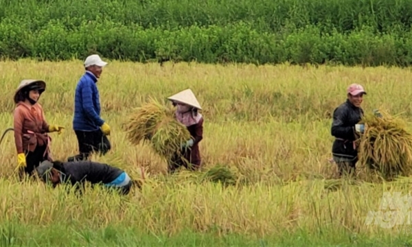 Kien Giang farmers happy with rice-shrimp farming