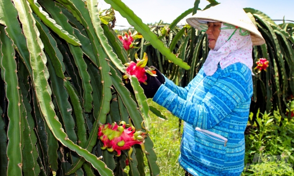 Enhancing the dragon fruit's value