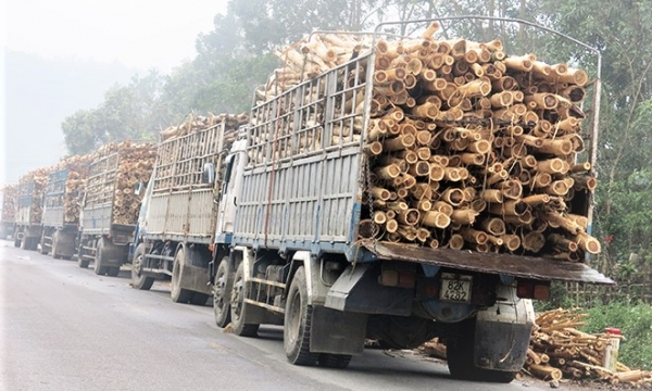 Quang Binh Province strives to plant 1,000 hectares of large timber forests