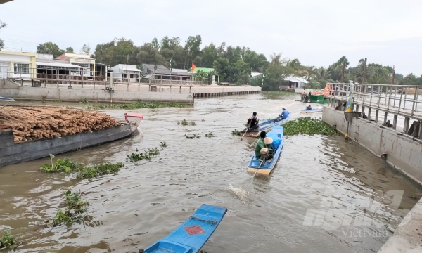 Mekong Delta actively respond to drought and saltwater intrusion in the dry season 2021-2022