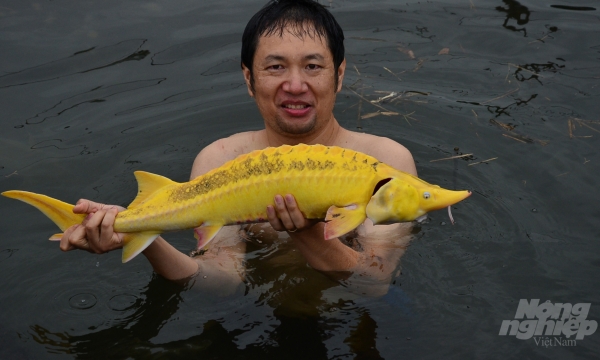 Tận tay sờ vào con cá tầm có màu như vàng 9999
