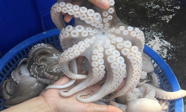 Vietnamese octopus and squid get popular in South Korea