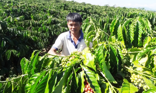 Coffee exports in 2022 will grow due to the increase in prices