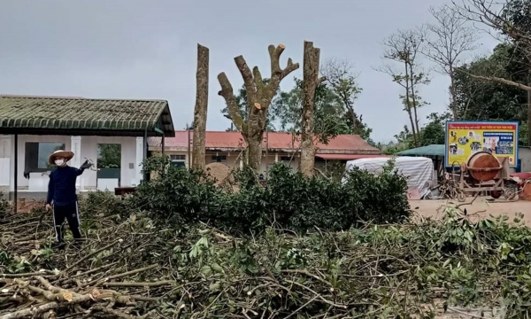 Một Hiệu trưởng ở Quảng Trị lộng quyền huỷ hoại cây xanh trong trường học