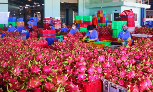 Codes for dragon fruit cultivation area and packing facility need strict management
