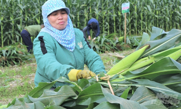 Hỗ trợ hợp tác xã nông nghiệp: Nhiều chính sách, ít nguồn lực!