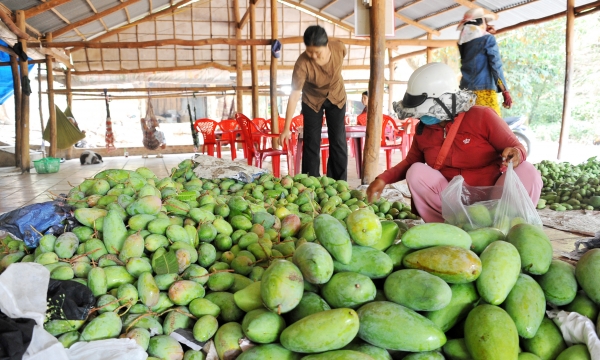 Time for the prices of Taiwanese and Takeo mangoes to drop again