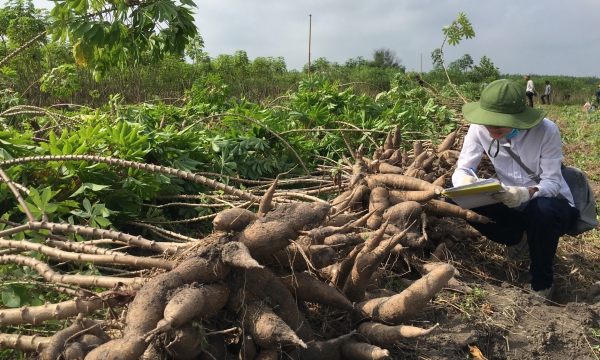 Disease-resistant and disease-free cassava types to be urgently planted