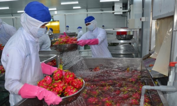 Vietnamese dragon fruit facing fierce competition