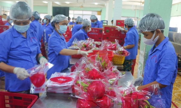Thanh long Việt Nam phải đa dạng hóa thị trường xuất khẩu