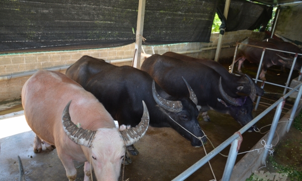 In-vitro breeding improves livestock's physical condition