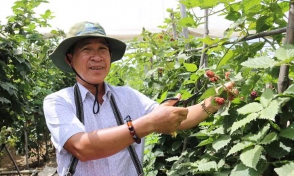 Dân tò mò cây mâm xôi đen mang từ Đà Lạt về trồng ở Ninh Thuận