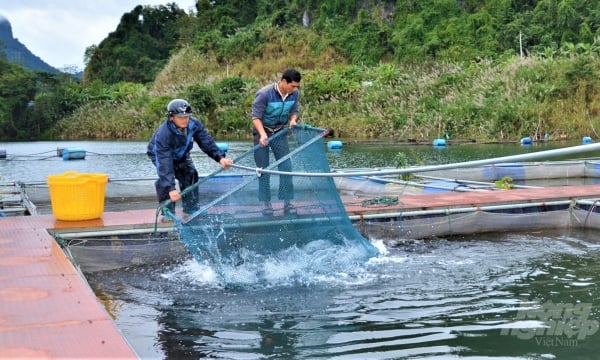 Nuôi cá đặc sản trên hồ thủy điện Tuyên Quang