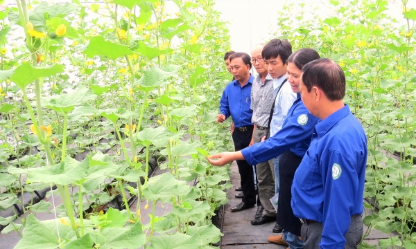 An Giang targets  to have more than 6,000 ha for high-tech vegetable production