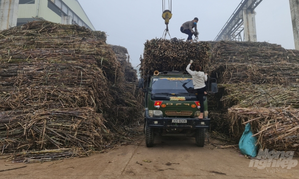 Reviving sugarcane industry in Tuyen Quang