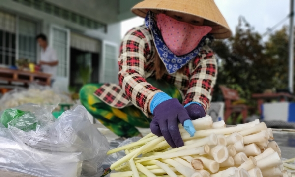 Vượt đại dịch Covid-19, nông dân trồng bồn bồn ở Cà Mau trúng mùa được giá
