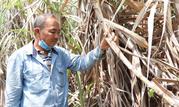 Sugarcane price increases can't keep up with material prices