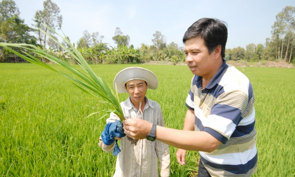 Farmers apply new thinking in rice farming
