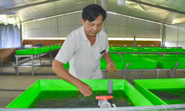 Hợp tác xã nuôi lươn đầu tiên của huyện Mang Thít